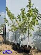 3 - Kerr Crabapple Trees (BUYER MUST PAY 3X THE BID PRICE)