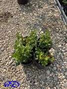 4 - Chippewa Blueberry (BUYER MUST PAY 4X THE BID PRICE)