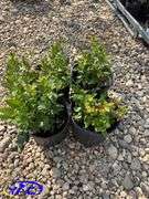 4 - Chippewa Blueberry (BUYER MUST PAY 4X THE BID PRICE)