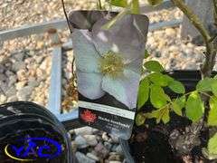4 - Morden Snowberry Rose (BUYER MUST PAY 4X THE BID PRICE)
