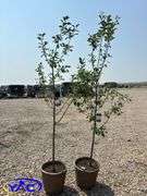 2 - Mount Royal Plum Trees (BUYER MUST PAY 2X THE BID PRICE)