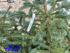 5 - Black Hills White Spruce (BUYER MUST PAY 5X THE BID PRICE)