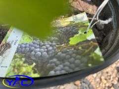 3 - Grape - Beta (BUYER MUST PAY 3X THE BID PRICE)