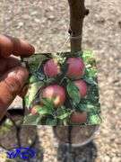 2 - Honeycrisp Apple Trees (BUYER MUST PAY 2X THE BID PRICE)