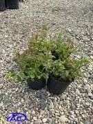 4 - North Blue Blueberry (BUYER MUST PAY 4X THE BID PRICE)