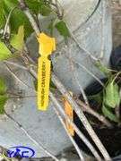 6 - Highbush Cranberry (BUYER MUST PAY 6X THE BID PRICE)