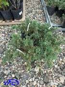 4 - Hughes Carpet Low Junipers (BUYER MUST PAY 4X THE BID PRICE)