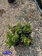 4 - Chippewa Blueberry (BUYER MUST PAY 4X THE BID PRICE)