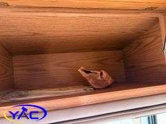 1994  CHEVROLET  Motorhome Chassis  33'
