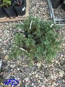 4 - Hughes Carpet Low Junipers (BUYER MUST PAY 4X THE BID PRICE)