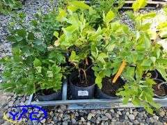 6 - Chokecherry (BUYER MUST PAY 6X THE BID PRICE)