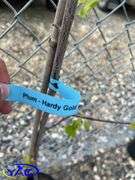 2 - Hardy Gold Plum Trees (BUYER MUST PAY 2X THE BID PRICE)