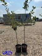 2 - Honeycrisp Apple Trees (BUYER MUST PAY 2X THE BID PRICE)