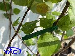 6 - Northwest Poplar (Cottonless) (BUYER MUST PAY 6X THE BID PRICE)