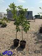 2 - Gemini Apple Trees (BUYER MUST PAY 2X THE BID PRICE)
