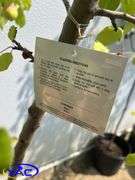 3 - Kerr Crabapple Trees (BUYER MUST PAY 3X THE BID PRICE)
