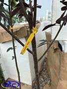 2 - Mayday Trees (BUYER MUST PAY 2X THE BID PRICE)
