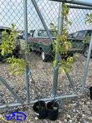 2 - Hardy Gold Plum Trees (BUYER MUST PAY 2X THE BID PRICE)