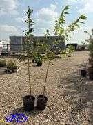 2 - Dolgo Crabapple Trees (BUYER MUST PAY 2X THE BID PRICE)