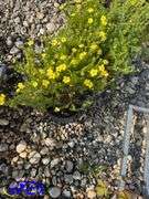 6 - Gold Star Potentilla  (BUYER MUST PAY 6X THE BID PRICE)