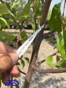 2 - Brook Red Plum Trees (BUYER MUST PAY 2X THE BID PRICE)