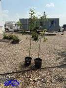 2 - Parkland Apple Trees (BUYER MUST PAY 2X THE BID PRICE)