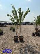 2 - Brook Red Plum Trees (BUYER MUST PAY 2X THE BID PRICE)