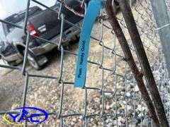 3 - Hardy Gold Plum Trees (BUYER MUST PAY 3X THE BID PRICE)