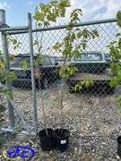 2 - Hardy Gold Plum Trees (BUYER MUST PAY 2X THE BID PRICE)