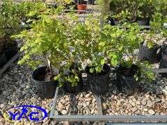 4 - Morden Snowberry Rose (BUYER MUST PAY 4X THE BID PRICE)