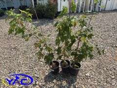 3 - Sugar Maple Trees (BUYER MUST PAY 3X THE BID PRICE)