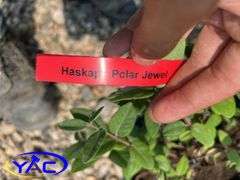 4 - Polar Jewel Haskap (BUYER MUST PAY 4X THE BID PRICE)