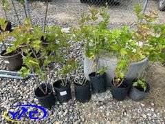 6 - Highbush Cranberry (BUYER MUST PAY 6X THE BID PRICE)