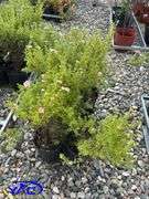 6 - Pink Beauty Potentilla  (BUYER MUST PAY 6X THE BID PRICE)