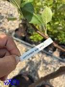 2 - September Ruby Apple Trees (BUYER MUST PAY 2X THE BID PRICE)