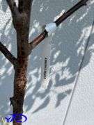 2 - Cupid Cherry 's (BUYER MUST PAY 2X THE BID PRICE)