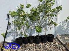 6 - Northwest Poplar (Cottonless) (BUYER MUST PAY 6X THE BID PRICE)