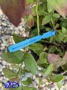 4 - North Blue Blueberry (BUYER MUST PAY 4X THE BID PRICE)