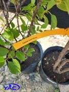 2 - Carmine Jewel Cherry 's (BUYER MUST PAY 2X THE BID PRICE)