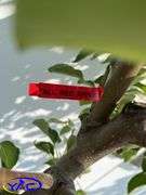 2 - Fall Red Apple Trees (BUYER MUST PAY 2X THE BID PRICE)