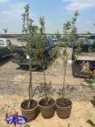 3 - Trail Crabapple Trees (BUYER MUST PAY 3X THE BID PRICE)