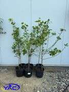 6 - Northwest Poplar (Cottonless) (BUYER MUST PAY 6X THE BID PRICE)