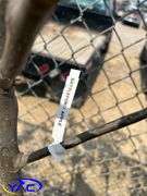 2 - Battleford Apple Trees (BUYER MUST PAY 2X THE BID PRICE)