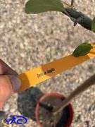 Zestar Apple Tree