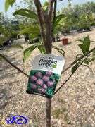 2 - Tecumseh Plum Trees (BUYER MUST PAY 2X THE BID PRICE)