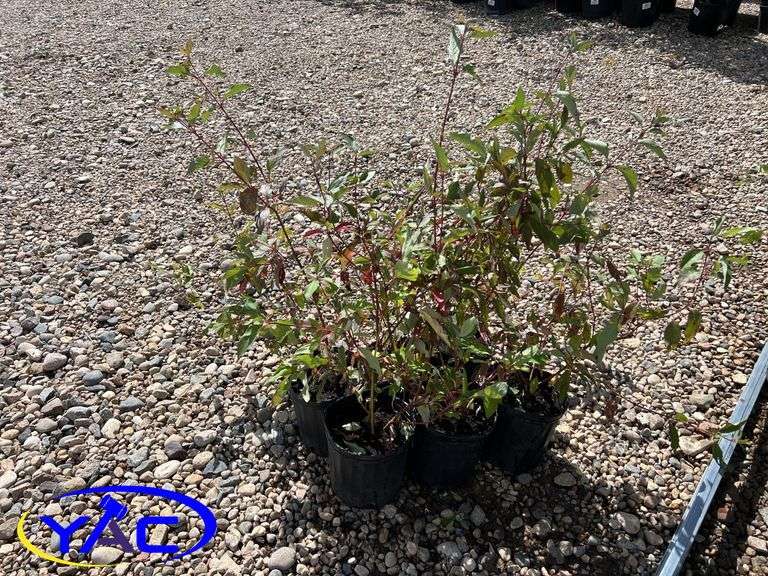 6- Red Osier Dogwood (BUYER MUST PAY 6X THE BID PRICE)