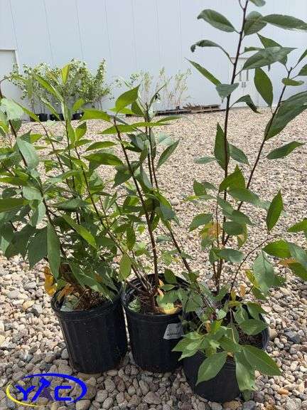 3 - Convoy Cherry Plum (BUYER MUST PAY 3X THE BID PRICE)