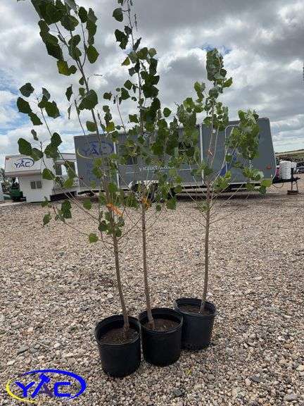 3- Sun Dancer Poplar (BUYER MUST PAY 3X THE BID PRICE)