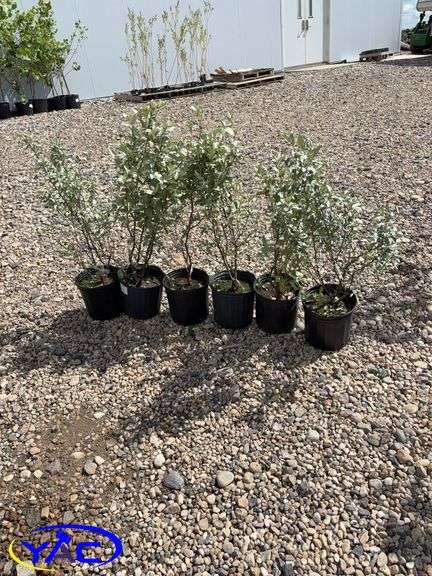 6- Wolf Willow's (BUYER MUST PAY 6X THE BID PRICE)