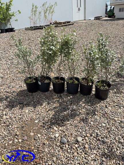 6- Wolf Willow's (BUYER MUST PAY 6X THE BID PRICE)